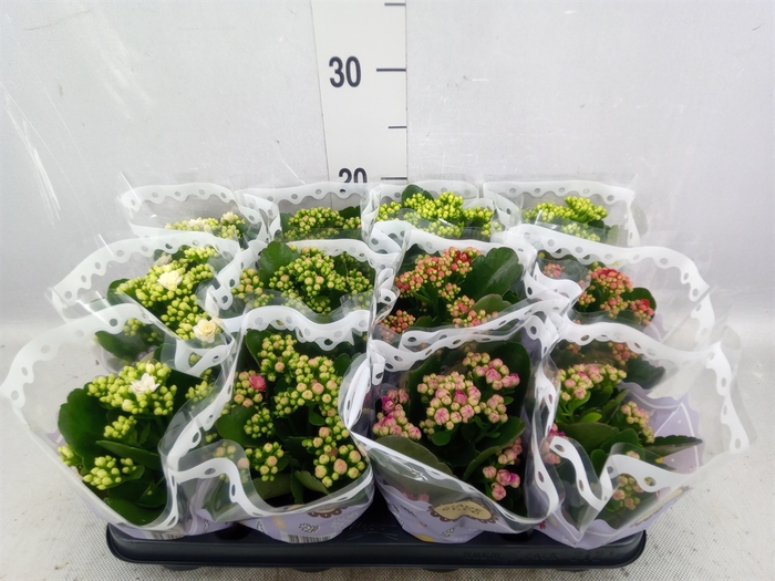 <h4>Kalanchoe blos.   ..rosebud mix  5</h4>