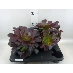 Aeonium arboreum 'Velours'