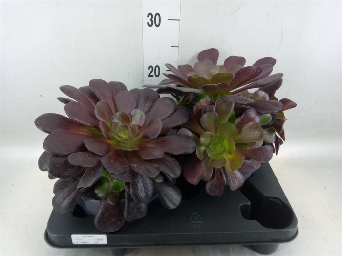 <h4>Aeonium arboreum 'Velours'</h4>