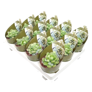 Sedum Hintonii Potcover