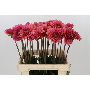Dahlia Salmon Runner