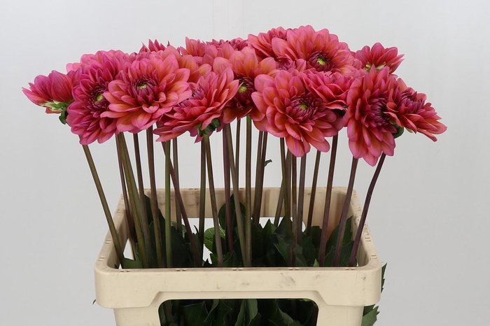 <h4>Dahlia Salmon Runner</h4>