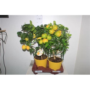 Citr Meyeri Meyer 4+