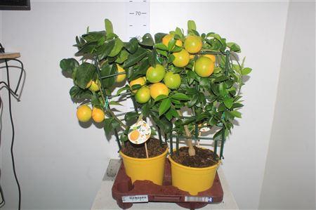 <h4>Citr Meyeri Meyer 4+</h4>