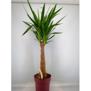 Yucca elephantipes   ...