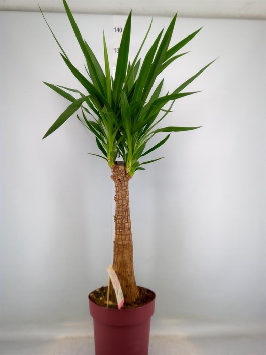 <h4>Yucca elephantipes   ...</h4>