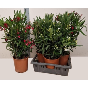 NERI OLEANDER
