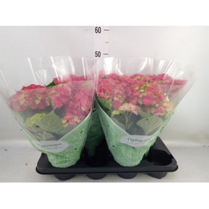 Hydrangea mac. 'Hi Fire'