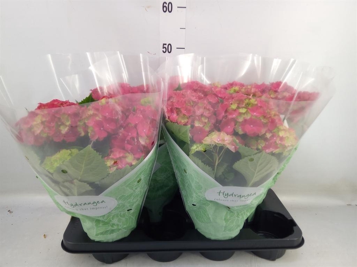 <h4>Hydrangea mac. 'Hi Fire'</h4>