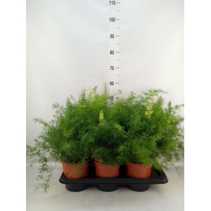 Asparagus dens. 'Sprengeri'