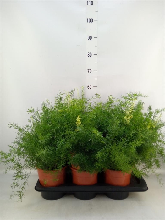 <h4>Asparagus dens. 'Sprengeri'</h4>