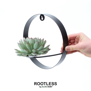 ROOTLESS Echeveria pulidonis, black metal for wall