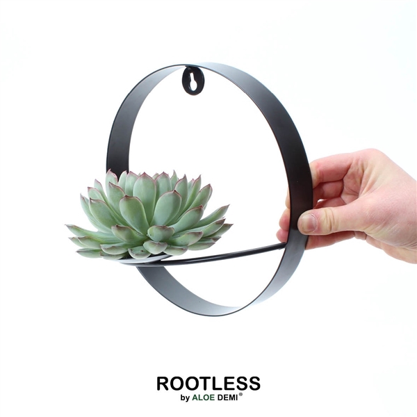 <h4>ROOTLESS Echeveria pulidonis, black metal for wall</h4>