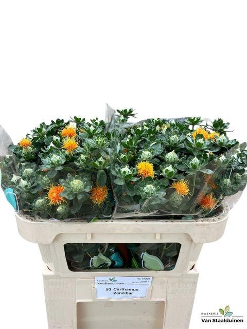 <h4>Carth T Zanzibar</h4>