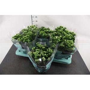 Kalanchoe 15 Cm. P. Skydive White