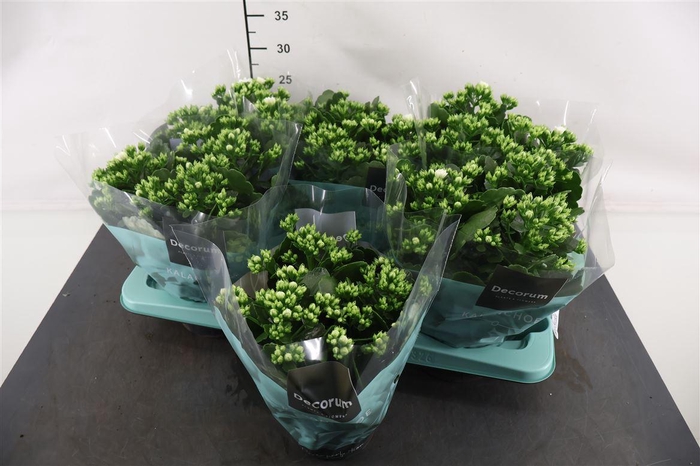 <h4>Kalanchoe 15 Cm. P. Skydive White</h4>