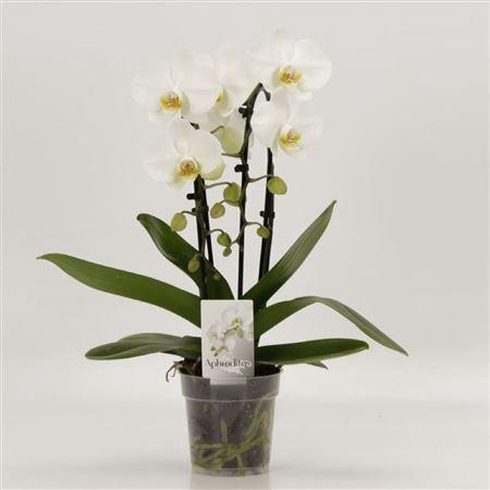 <h4>Phal Casc Wit 2 Tak</h4>