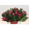 Protea Brenda