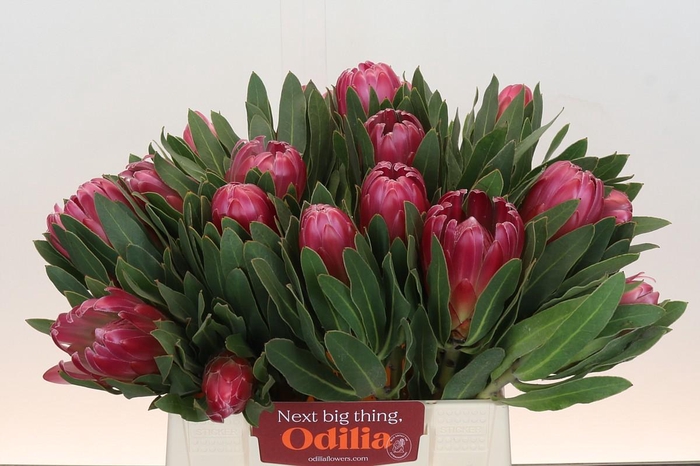 <h4>Protea Brenda</h4>