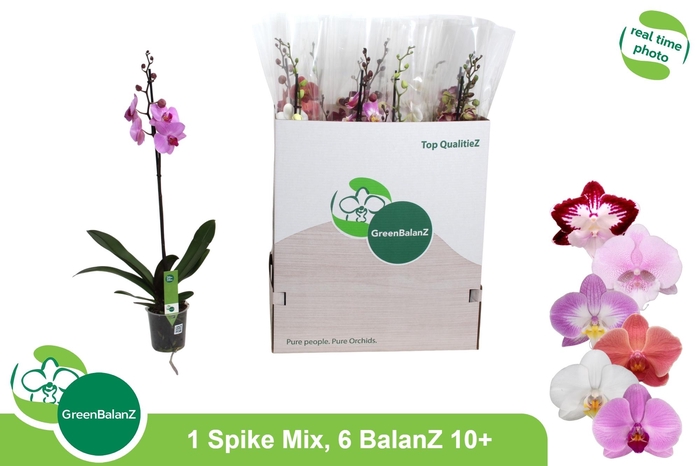 <h4>PHAL GEM 6 KL</h4>