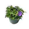 Geranium 'Rozanne'