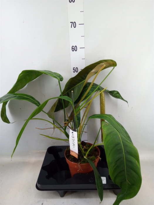 <h4>Philodendron   ...</h4>