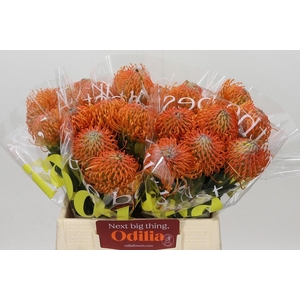 LEUCO AYOBA ORANGE