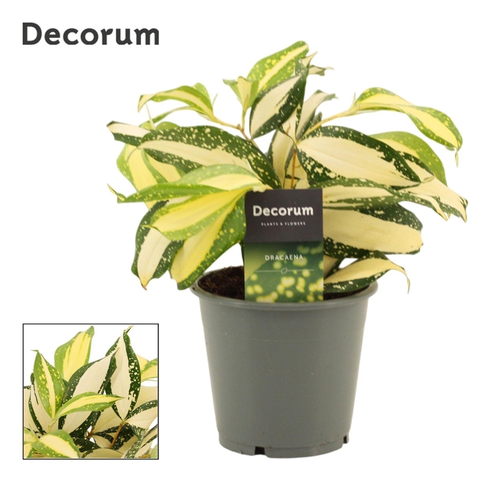 Dracaena Milky Way 12Ø 25cm 1pp