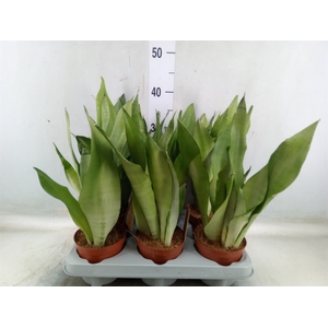 Sansevieria trifa. 'Moonshine'