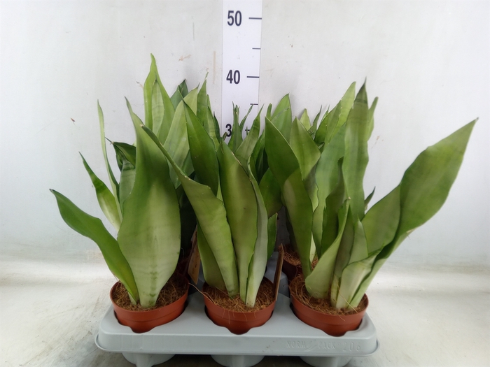 <h4>Sansevieria trifa. 'Moonshine'</h4>