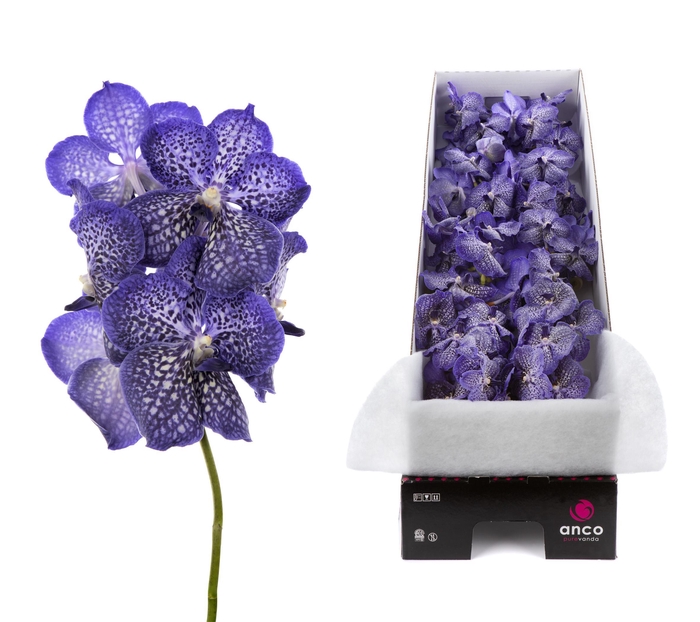 <h4>Vanda 8 tak Sapphire</h4>