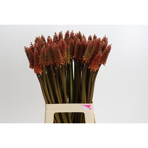 Kniphofia Alcazar