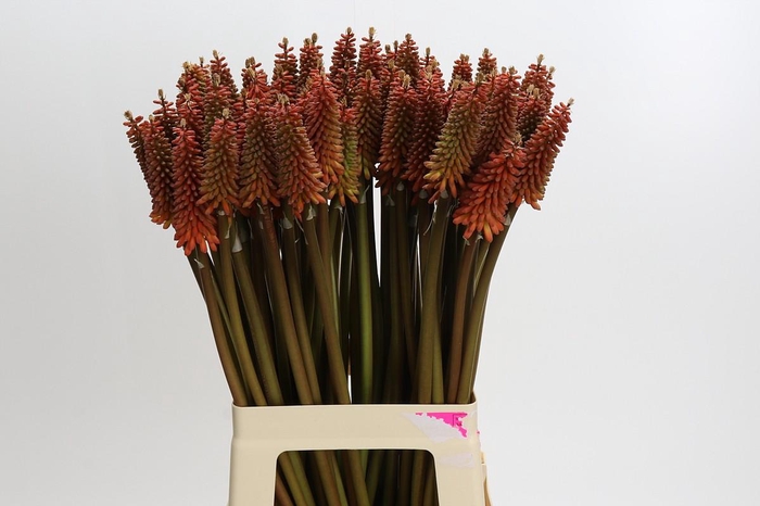 <h4>Kniphofia Alcazar</h4>
