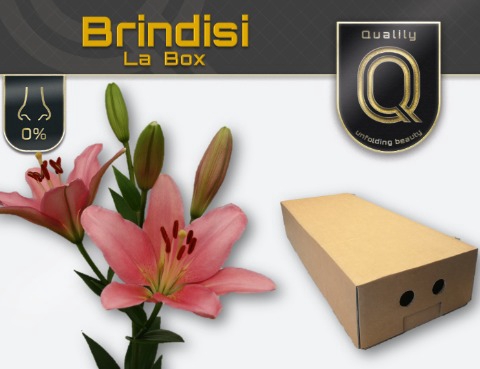 <h4>LI LA BRINDISI MAGNUM LA BOX 5+</h4>