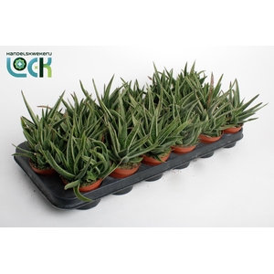 Gasteria Doreen