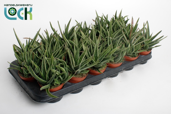 <h4>Gasteria Doreen</h4>