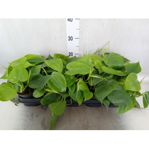 Philodendron scand.