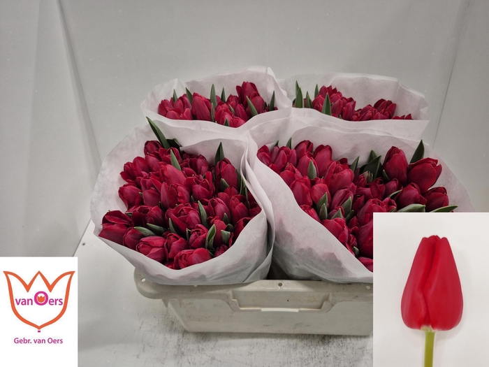 <h4>TU EN ILE DE FRANCE</h4>