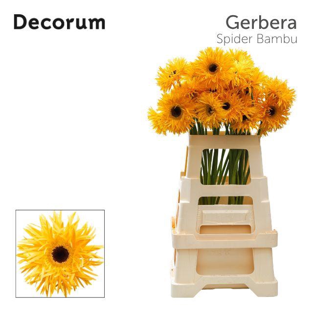 <h4>Gerbera Spider Bambu Water x40 Lang</h4>