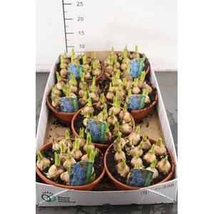 B Muscari 16 Cm. Pl. Sch. Blue Magic