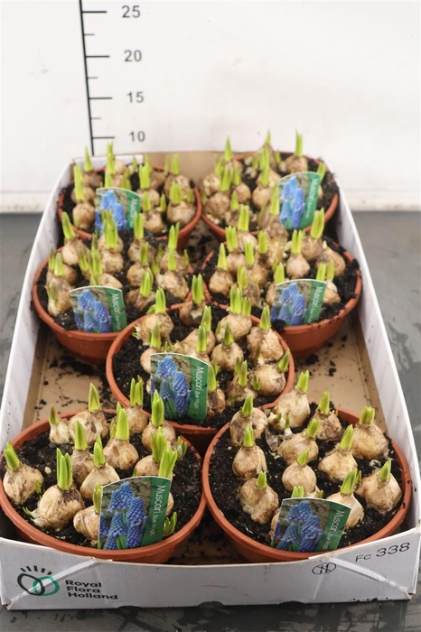 <h4>B Muscari 16 Cm. Pl. Sch. Blue Magic</h4>