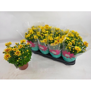 CHRYS RAINB LA WORTH