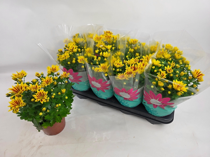 <h4>CHRYS RAINB LA WORTH</h4>