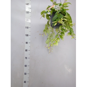 Aeschynanthus lobb. 'Variegatus'