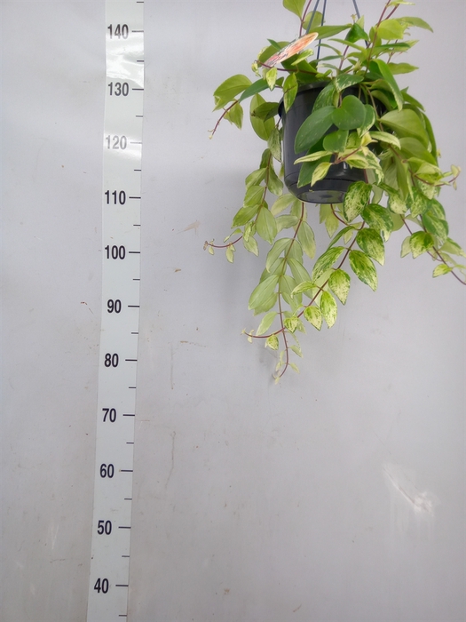 <h4>Aeschynanthus lobb. 'Variegatus'</h4>