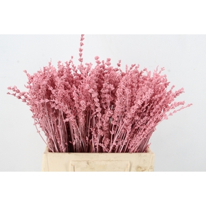 PF Lavender Bs Light Pink