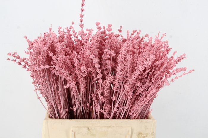 <h4>PF Lavender Bs Light Pink</h4>