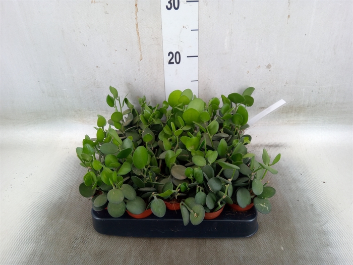 <h4>Succulents   ...</h4>