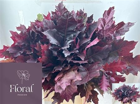 <h4>Querc Rubra (rood Op Getrokken)</h4>
