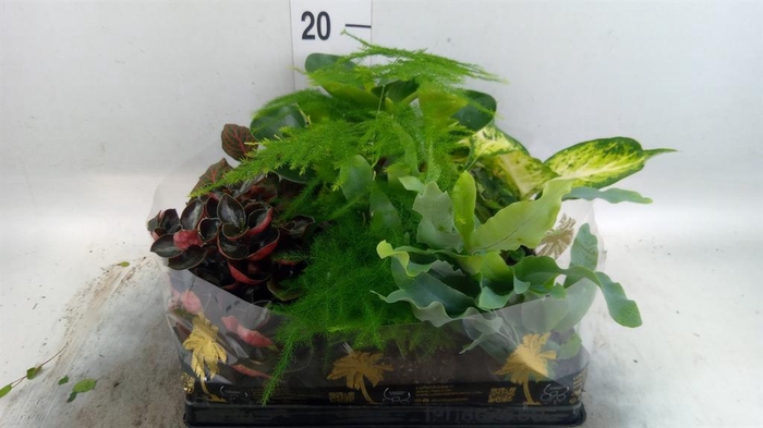 <h4>Planten Groen   ...mix  5</h4>